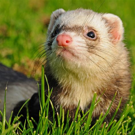 ‭Ferret‬ .